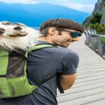 dog travel suitcase